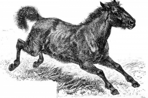 Тарпан - вимерлий низький кінь Тарпан - вимерлий низький кінь